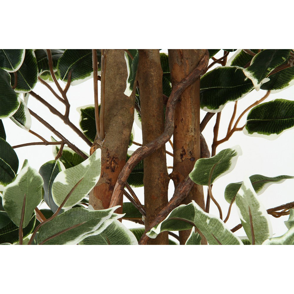 52664 観葉植物 フィカス 1124 不二貿易 タイプB 外形寸法900