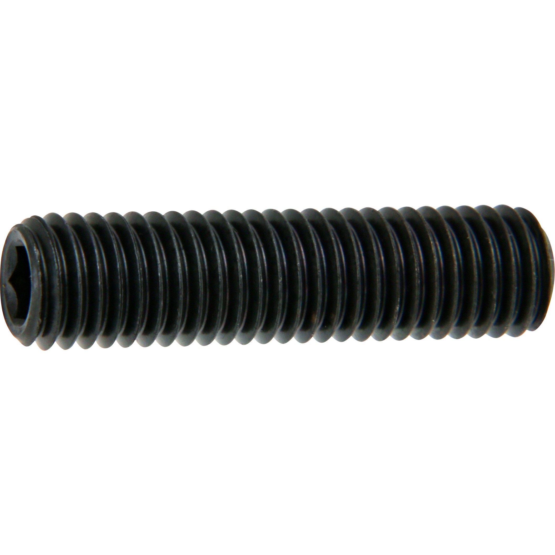 法螺貝　2個セット　27cm 30cm No.9 法螺貝（ほら貝） 大型 | 高級神棚・神具の通販なら伊勢宮