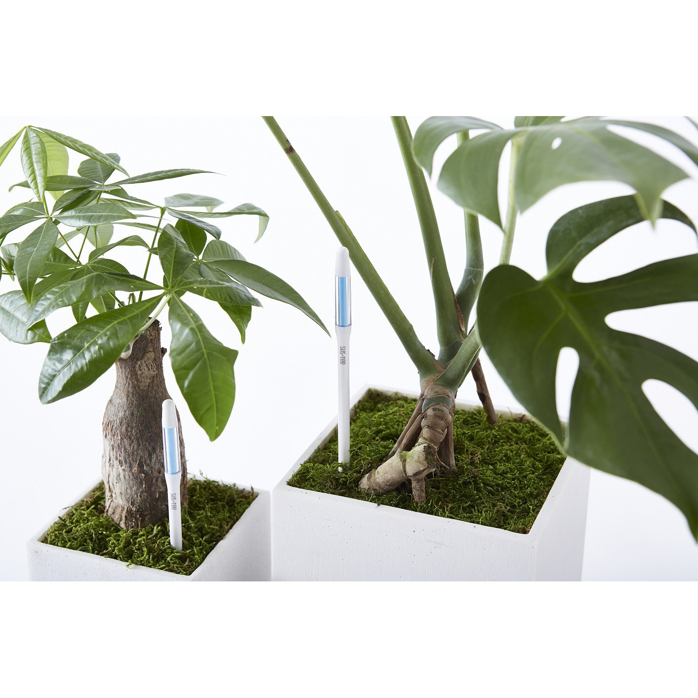 サスティー シングルパック キャビノチェ サイズS - 【通販モノタロウ】