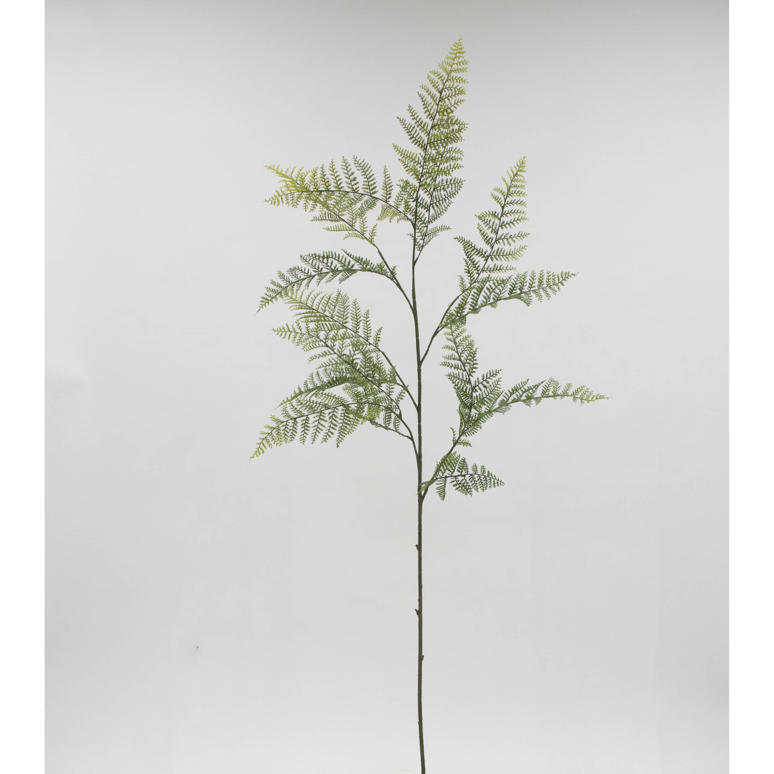 VR24011 レザーファーンスプレー グリーン 1箱(6本) 日本ビダヤコム 【通販モノタロウ】