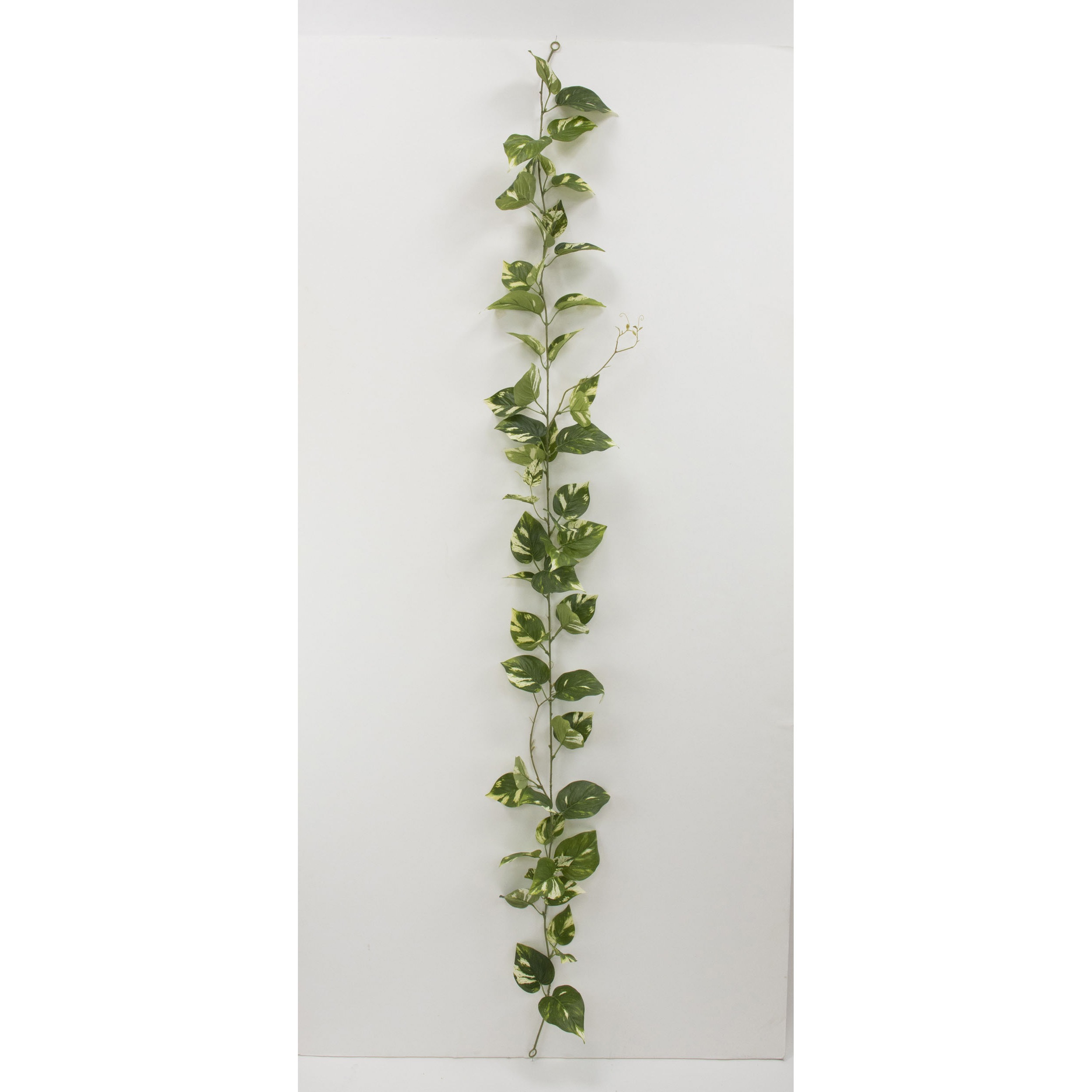 VR22089 ポトスガーランド グリーン/クリーム 【エコマーク取得品】 1箱(6本) 日本ビダヤコム 【通販モノタロウ】