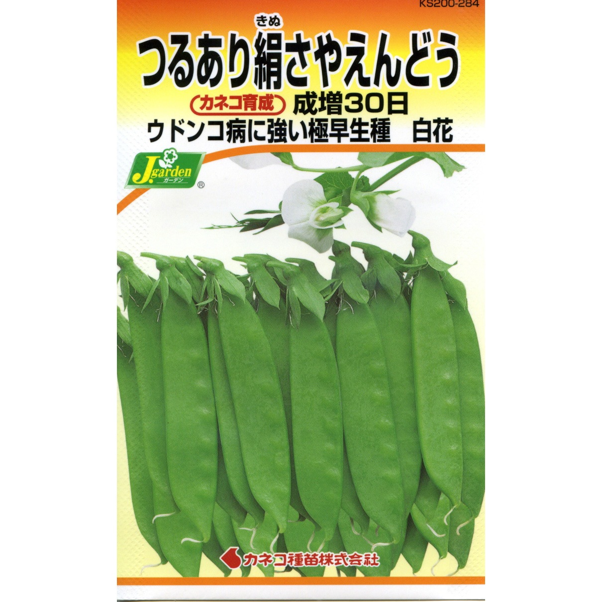 タネ】つるあり絹さやえんどう 成増30日 カネコ種苗 種タイプ - 【通販