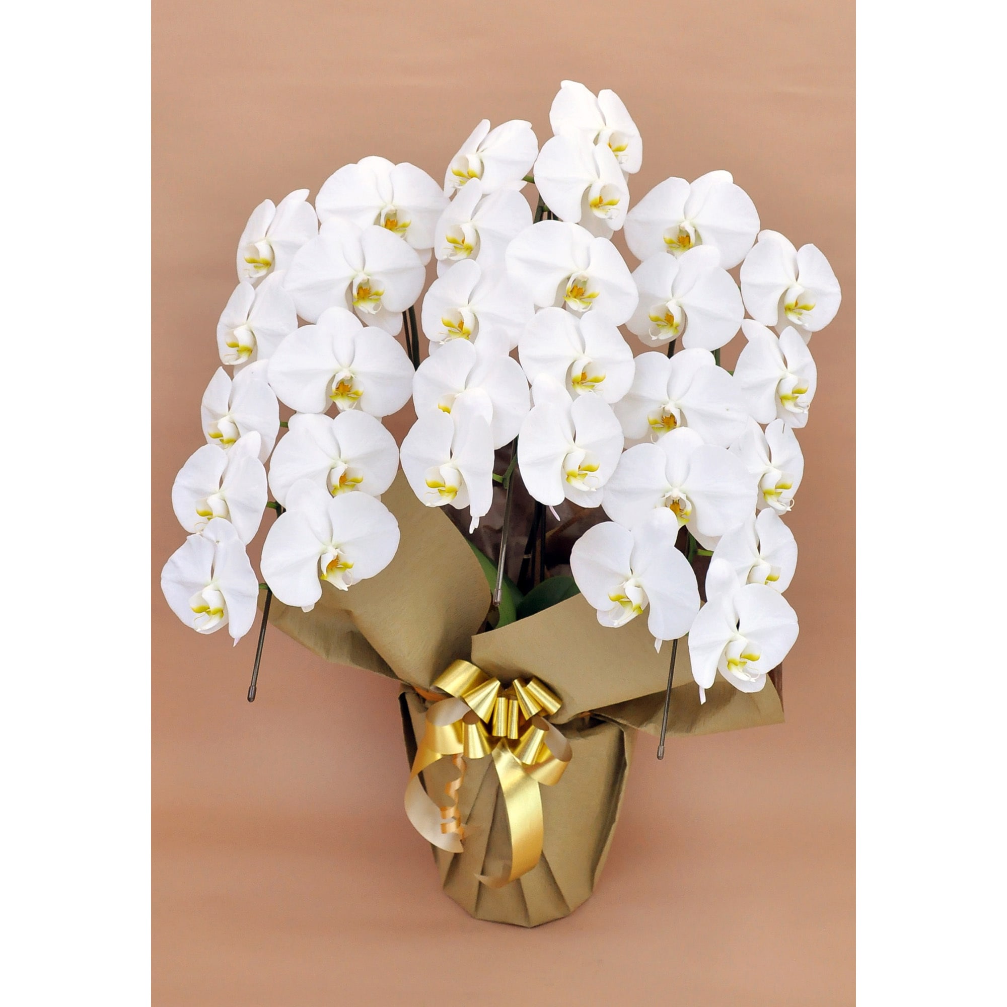 胡蝶蘭 大輪3本立ち 27輪以上(木札・キャッチ棒 花上)【贈答用 名入れ】 1鉢 ノーブランド 【通販モノタロウ】