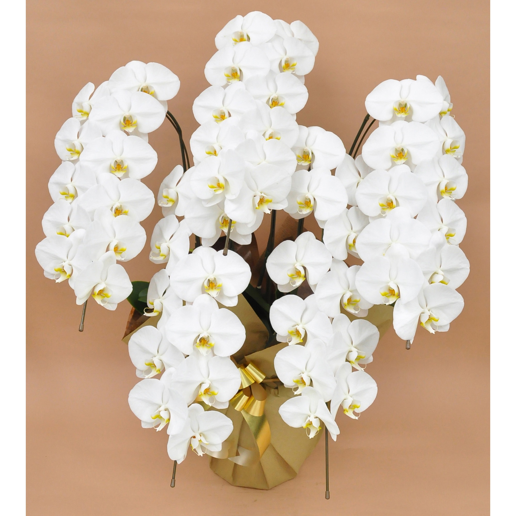 胡蝶蘭 大輪5本立ち 50輪以上(木札・キャッチ棒 花上)【贈答用 名入れ】 1鉢 ノーブランド 【通販モノタロウ】