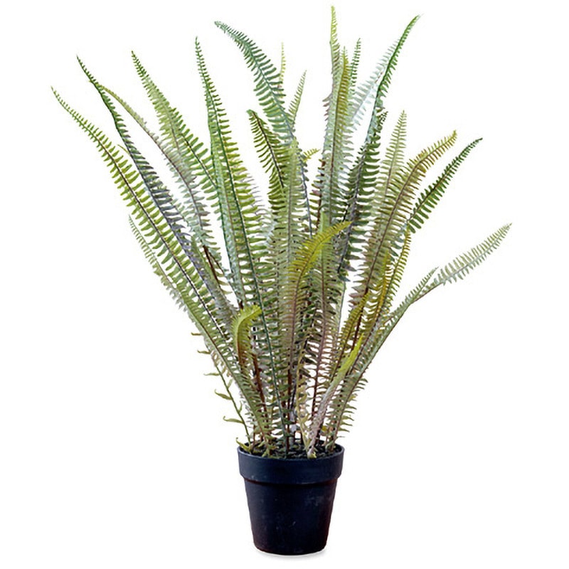 80978 ボストンファーン 1個 ポッシュリビング 【通販モノタロウ】