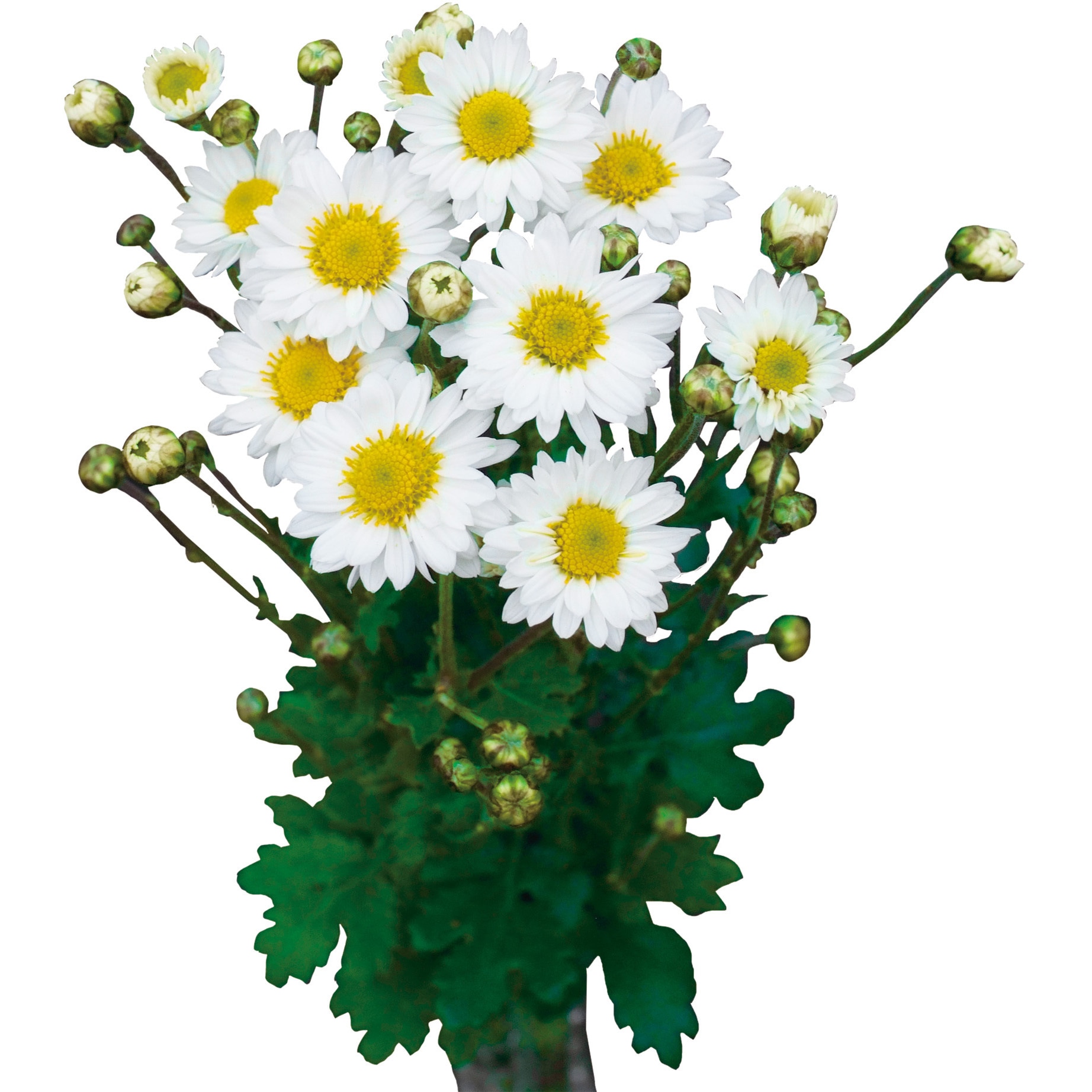 苗】お正月咲きカラフル小菊 1セット(9cm×24個) 豊幸園 【通販モノタロウ】