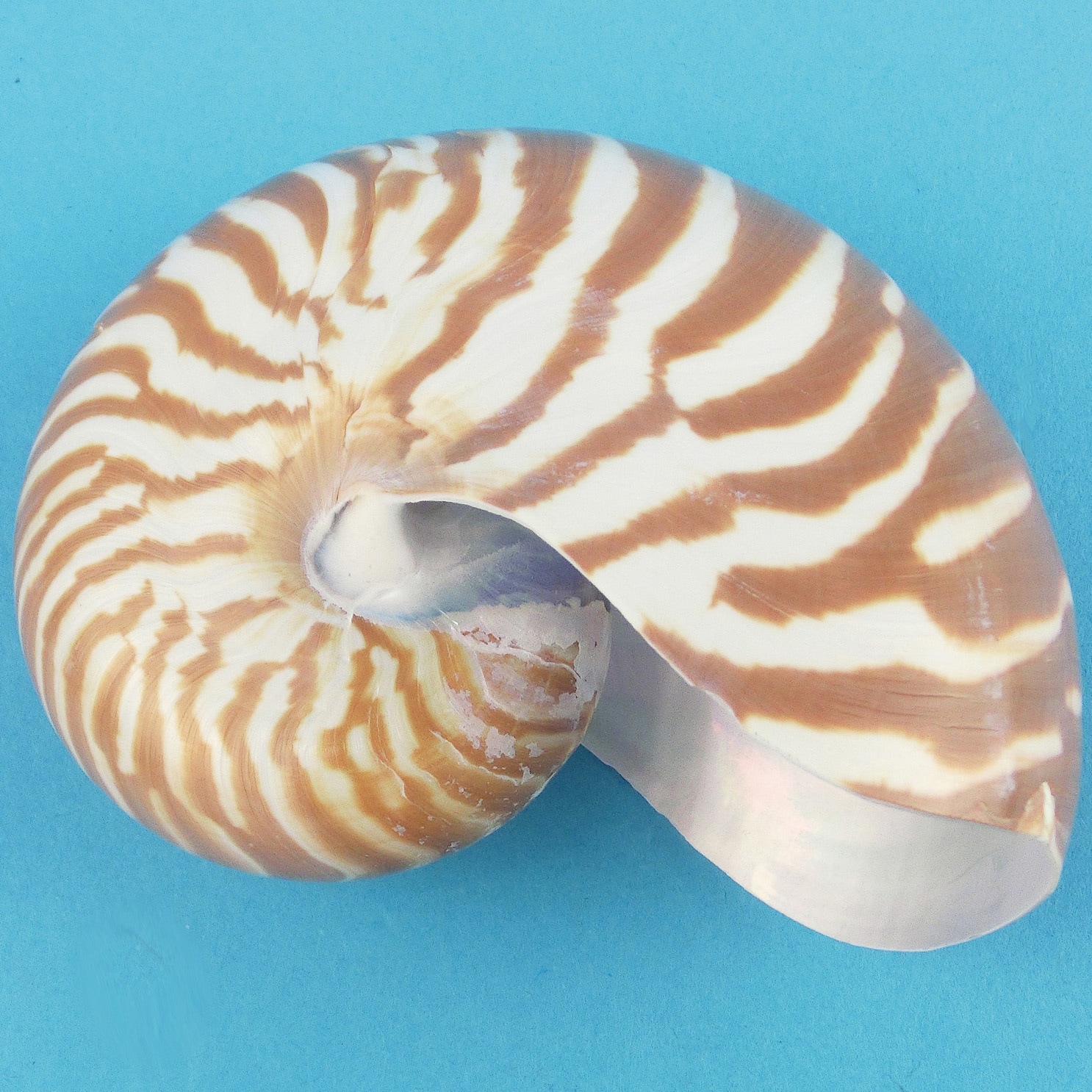 L55-3631 オウムガイの殻 1個 ナリカ 【通販モノタロウ】