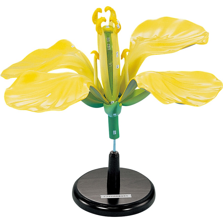 M60-3161 アブラナの花構造模型 ナリカ 1個 M60-3161