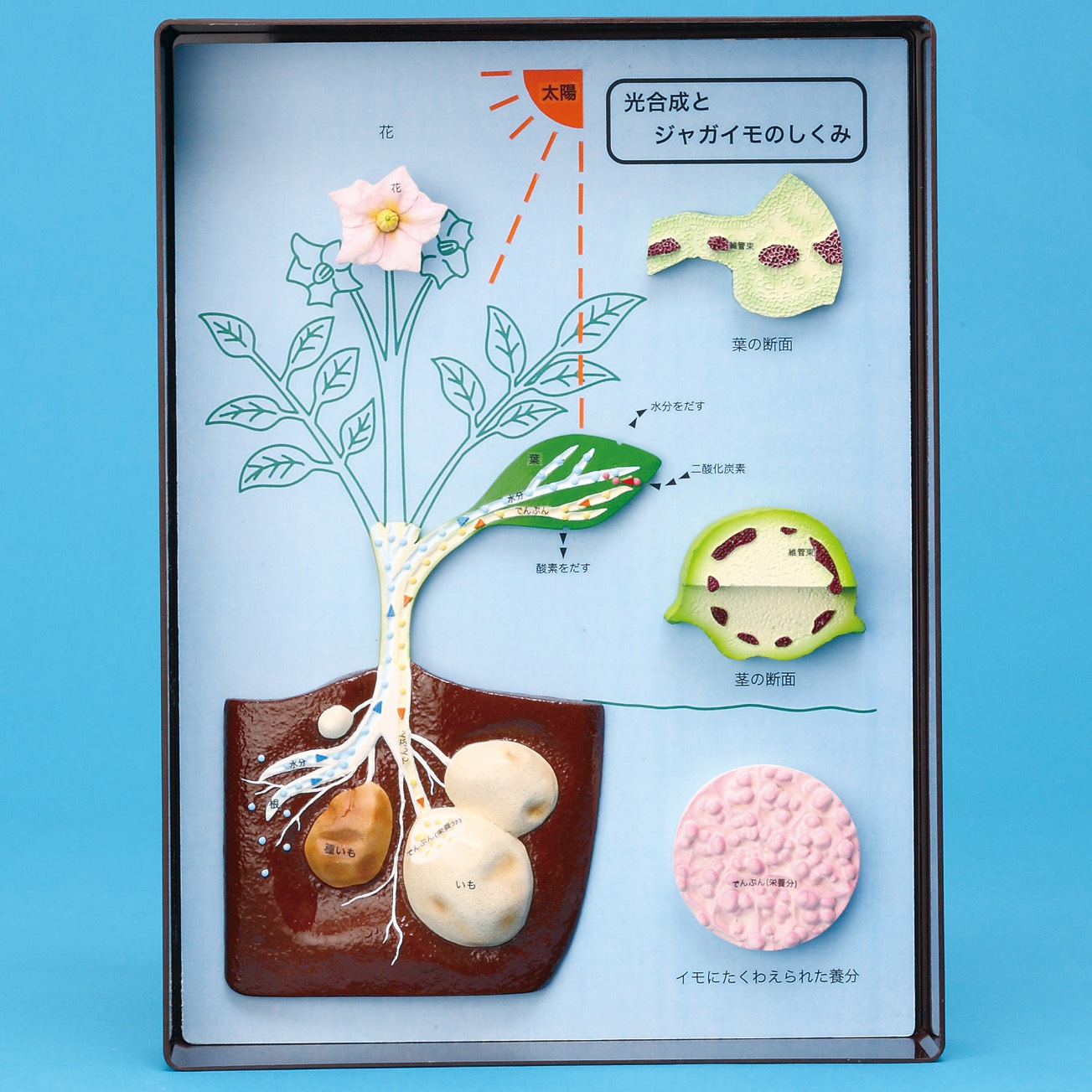 M60-3211 ジャガイモと光合成のしくみ模型 PT ナリカ 1個 M60-3211 25,560円