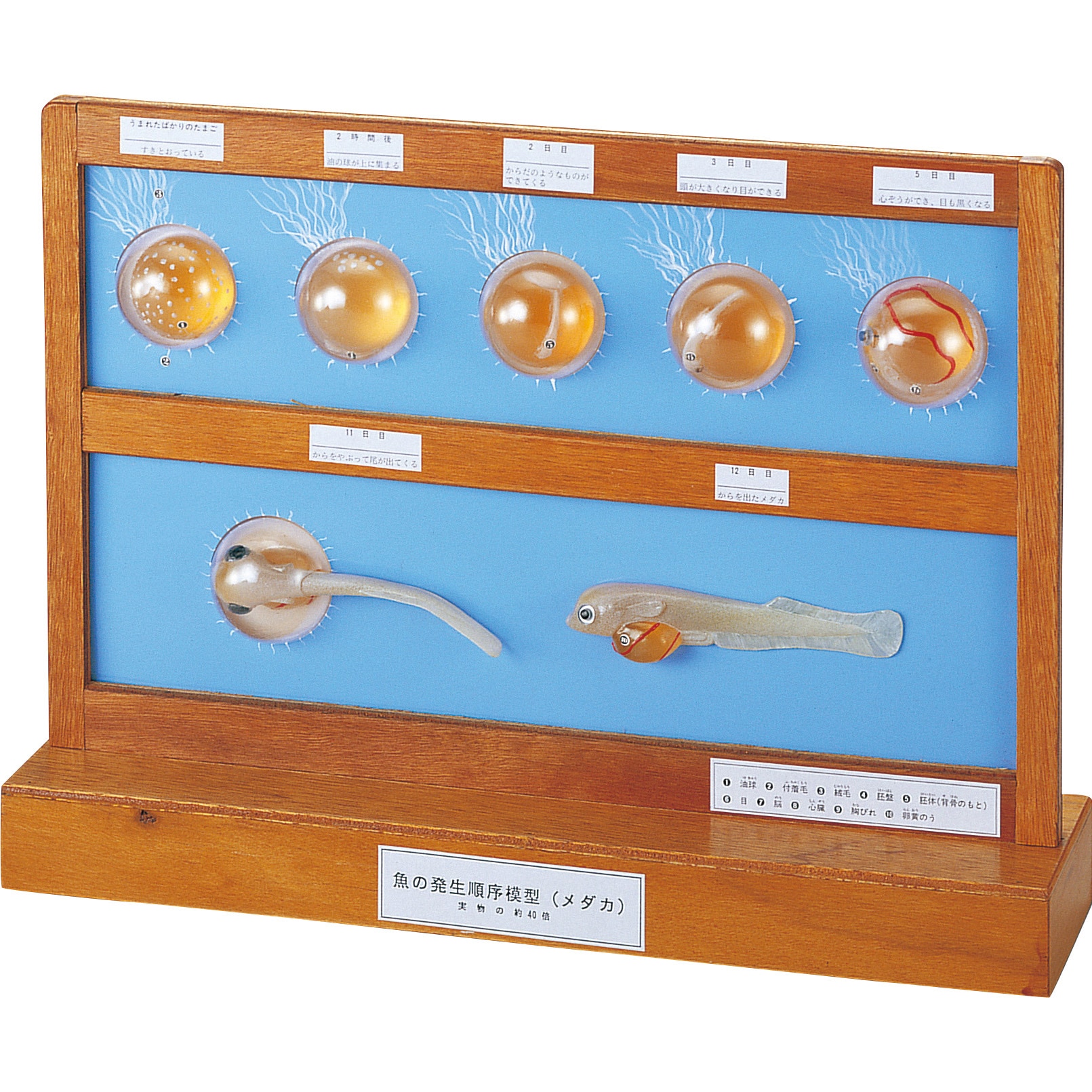 M60-3515 メダカの発生順序模型 DHJ-A ナリカ 1個 M60-3515