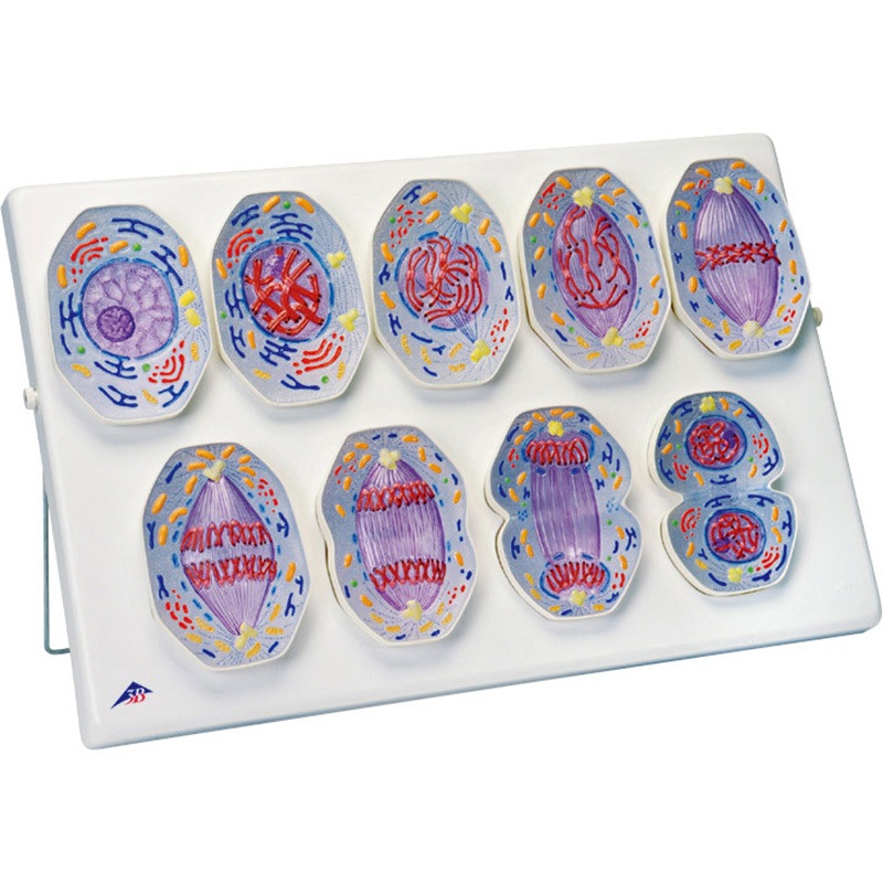 M60-3602 体細胞分裂模型(動物) R01N ナリカ 1個 M60-3602