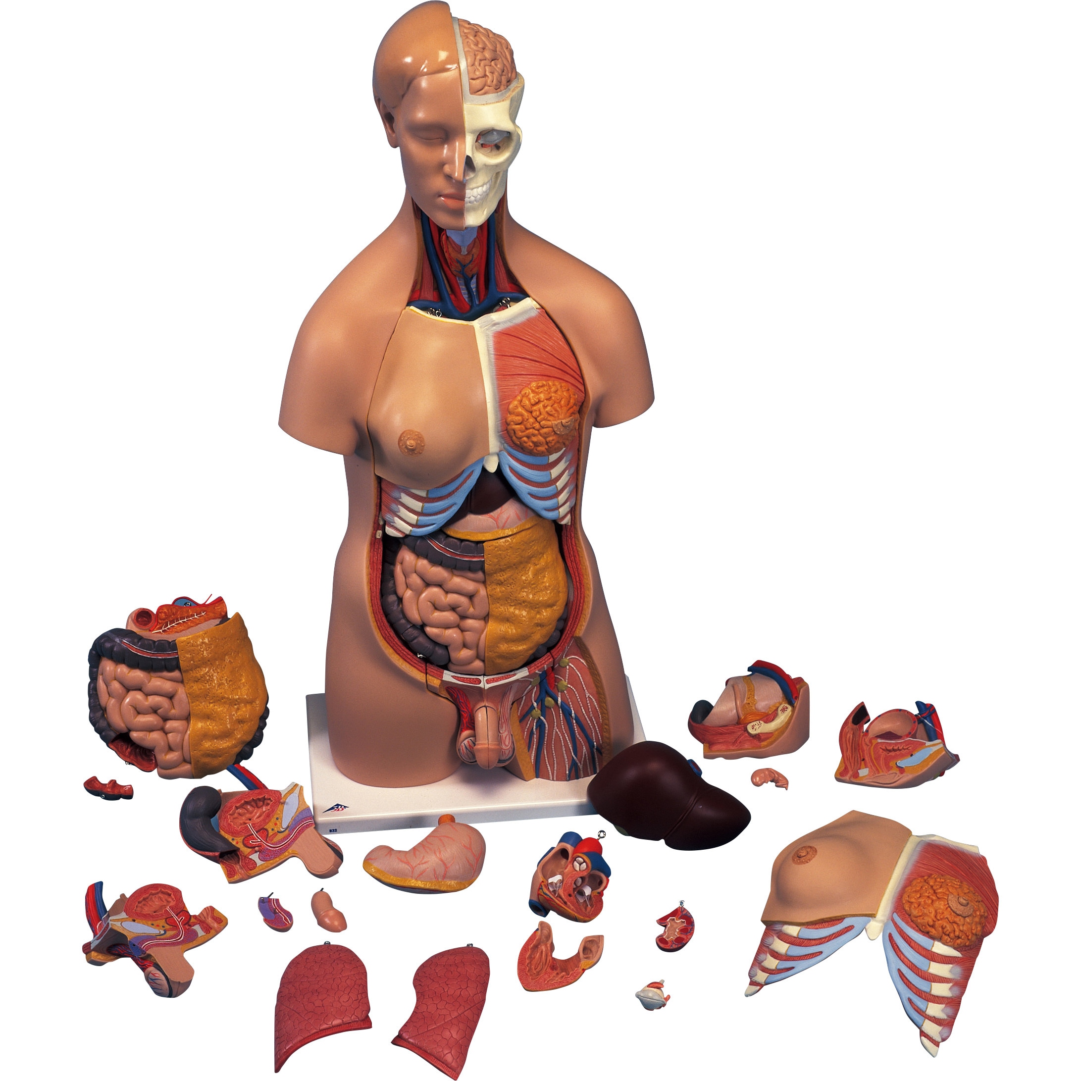 M60-4036 人体解剖模型 B-32N ナリカ 1個 M60-4036