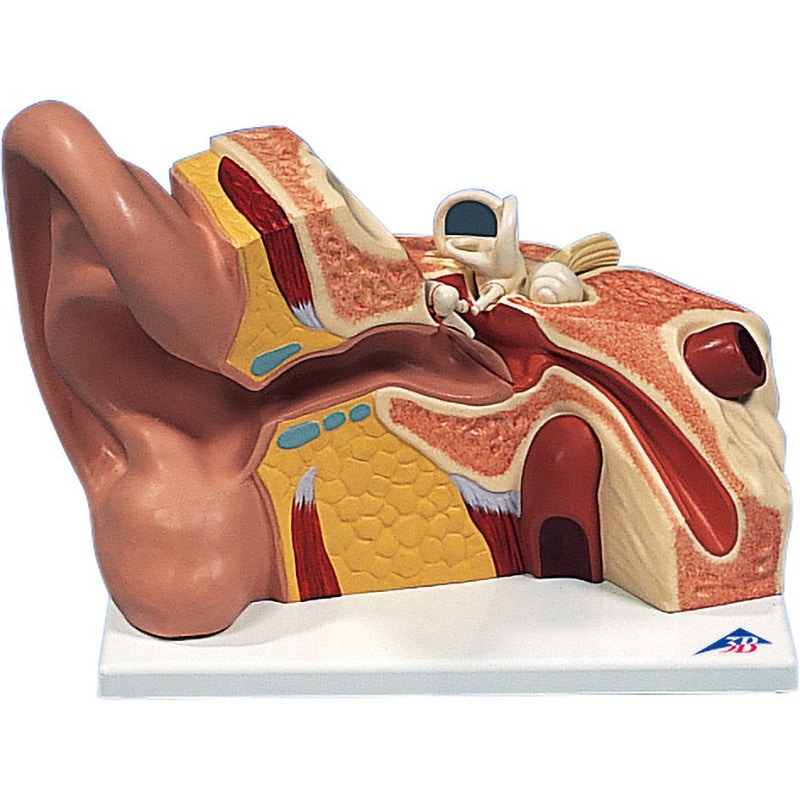 M60-4132 耳の構造模型 VJ-513N ナリカ 1個 M60-4132
