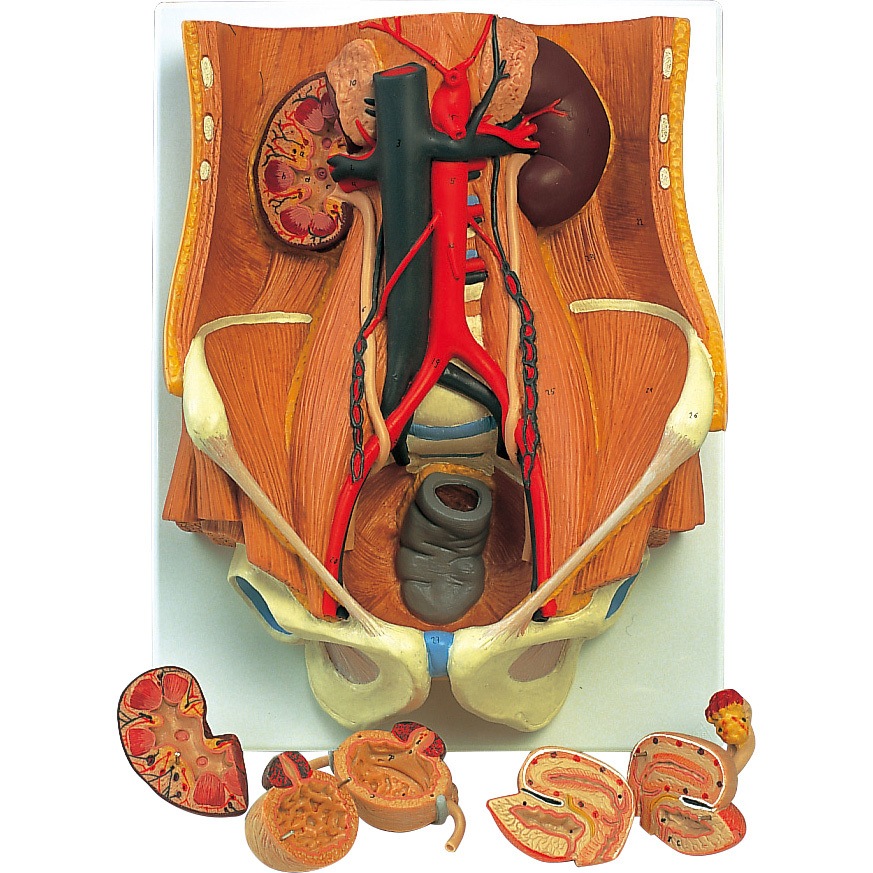 M60-4460 泌尿器系の構造模型 K32N ナリカ 1個 M60-4460