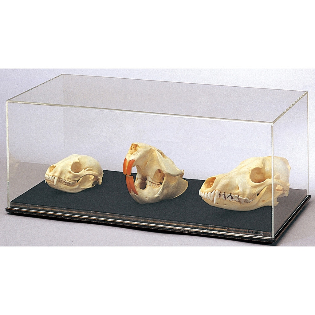 L55-5020 動物の頭骨標本 ナリカ 種別(3種セット)