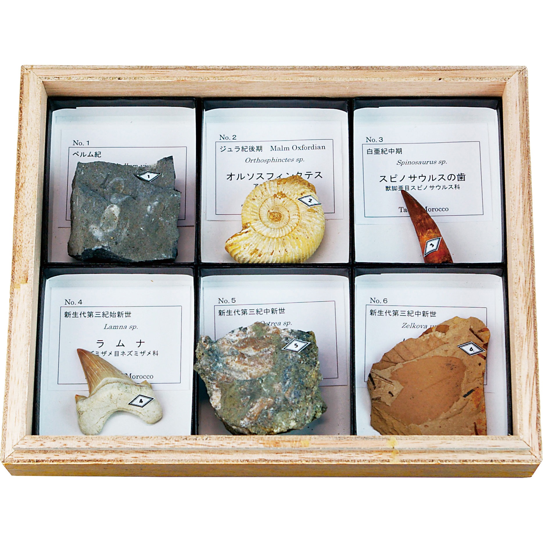 化石 F-5 【公式通販】