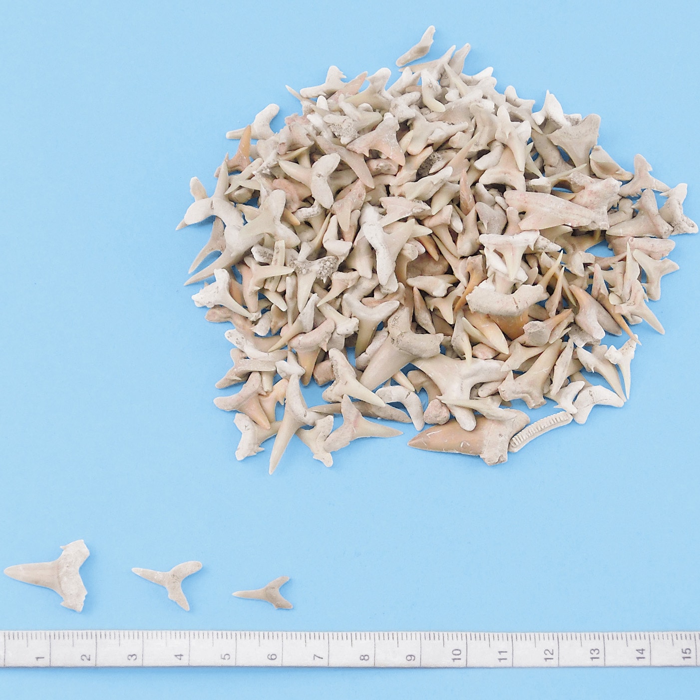 L55-3611 実習用化石標本 ナリカ サメの歯 - 【通販モノタロウ】