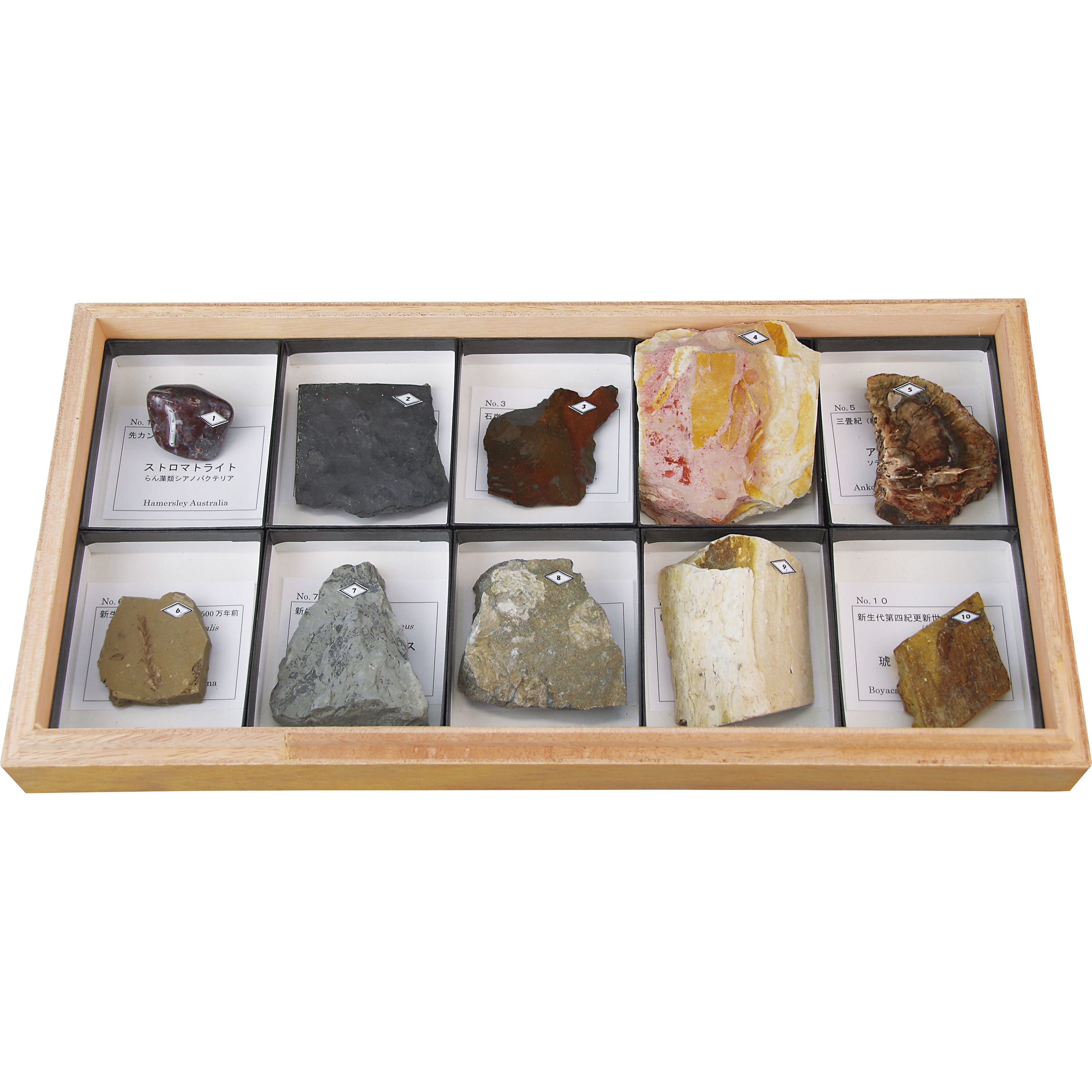 L55-3701 植物化石標本 ナリカ 種別PF-10R