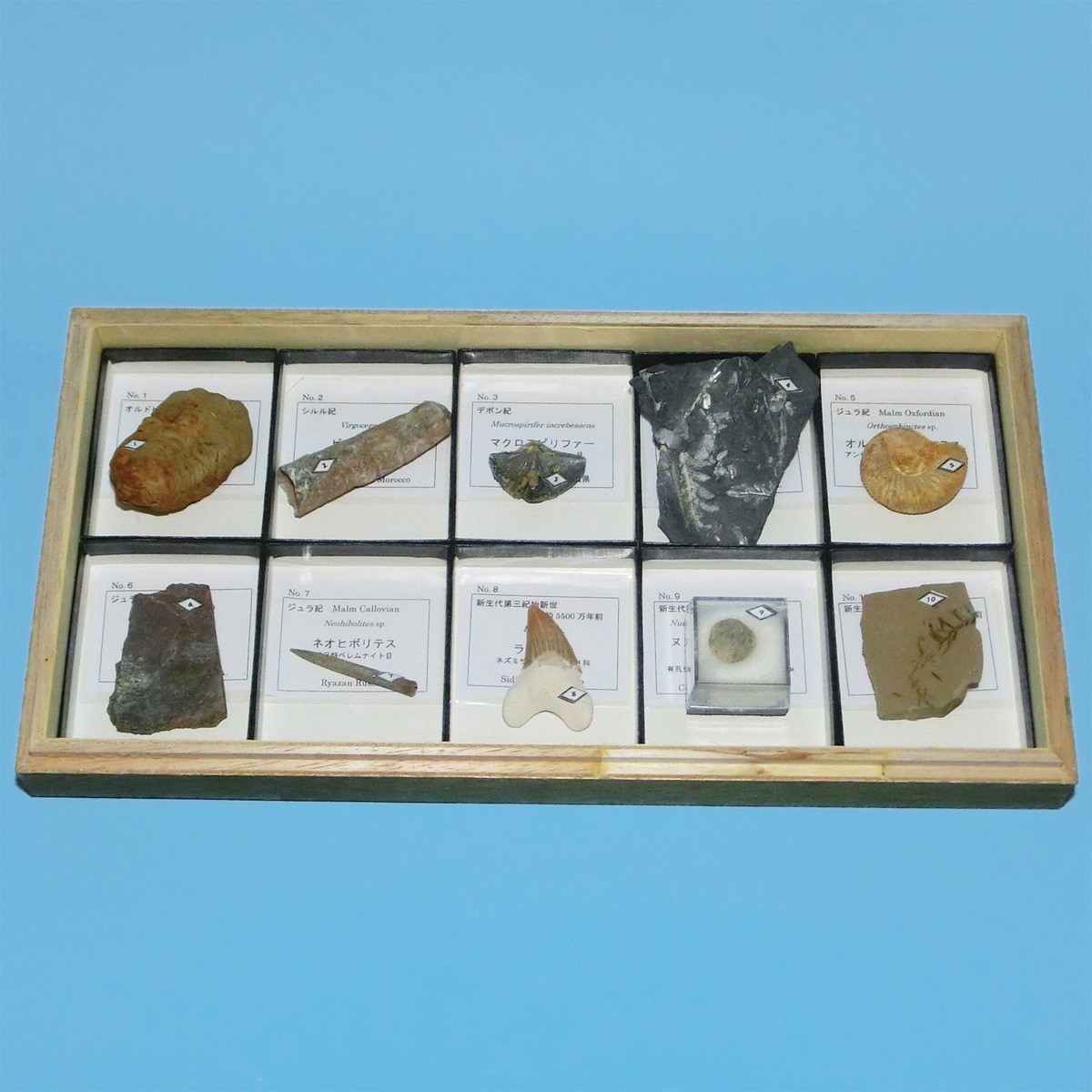 L55-3707 示準化石標本 ナリカ 種別IF-10R