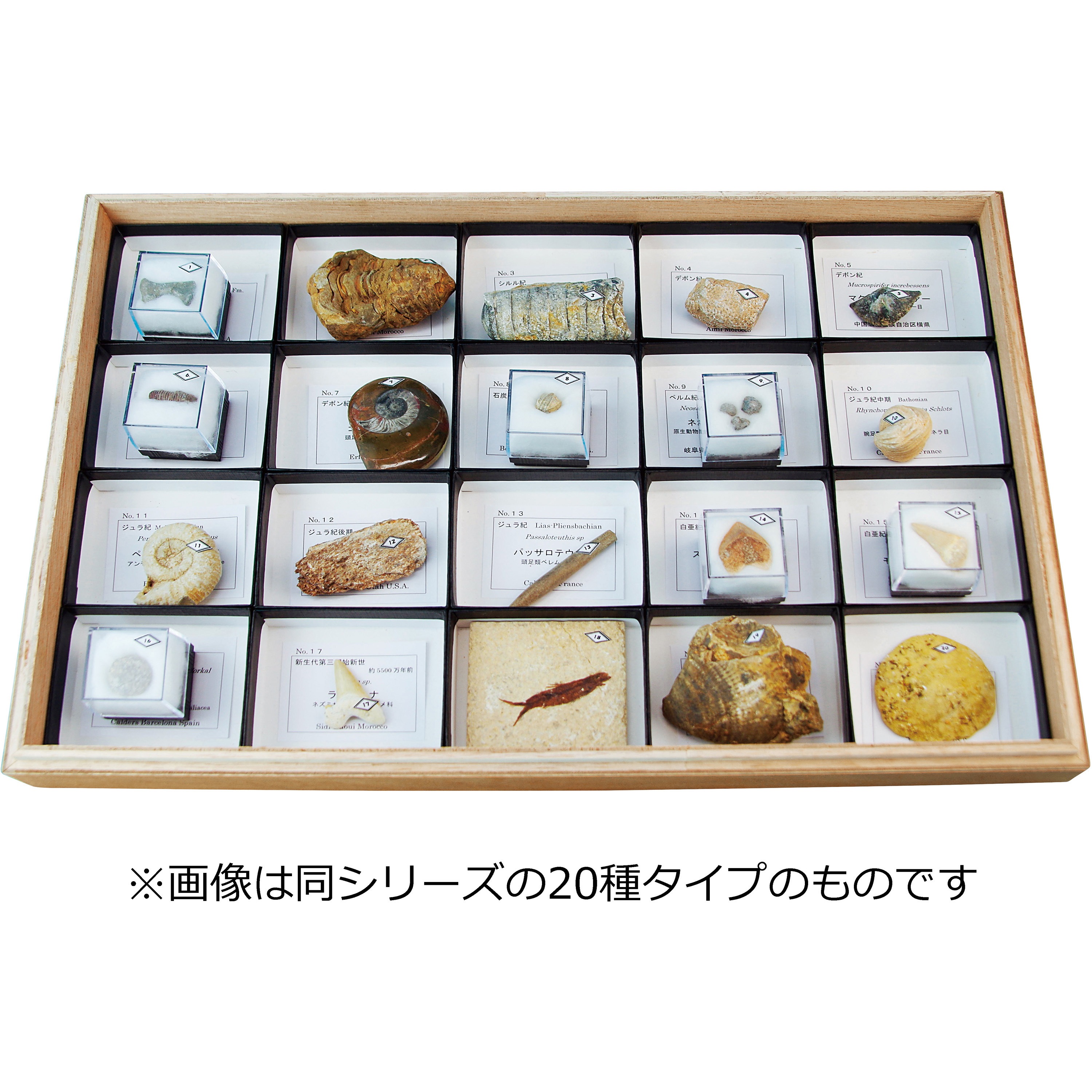 L55-3703 動物化石標本 ナリカ 種別AF-10R