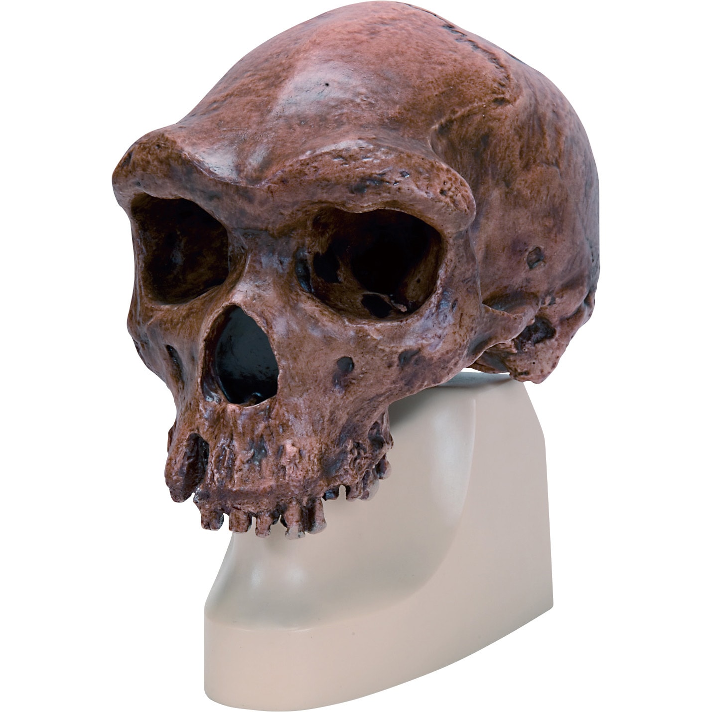 【希少】ニホンザル（コドモザル）の頭骨（スカル） 希少 】ニホンザルの頭骨（スカル） Yahoo!オークション - サルの頭骨