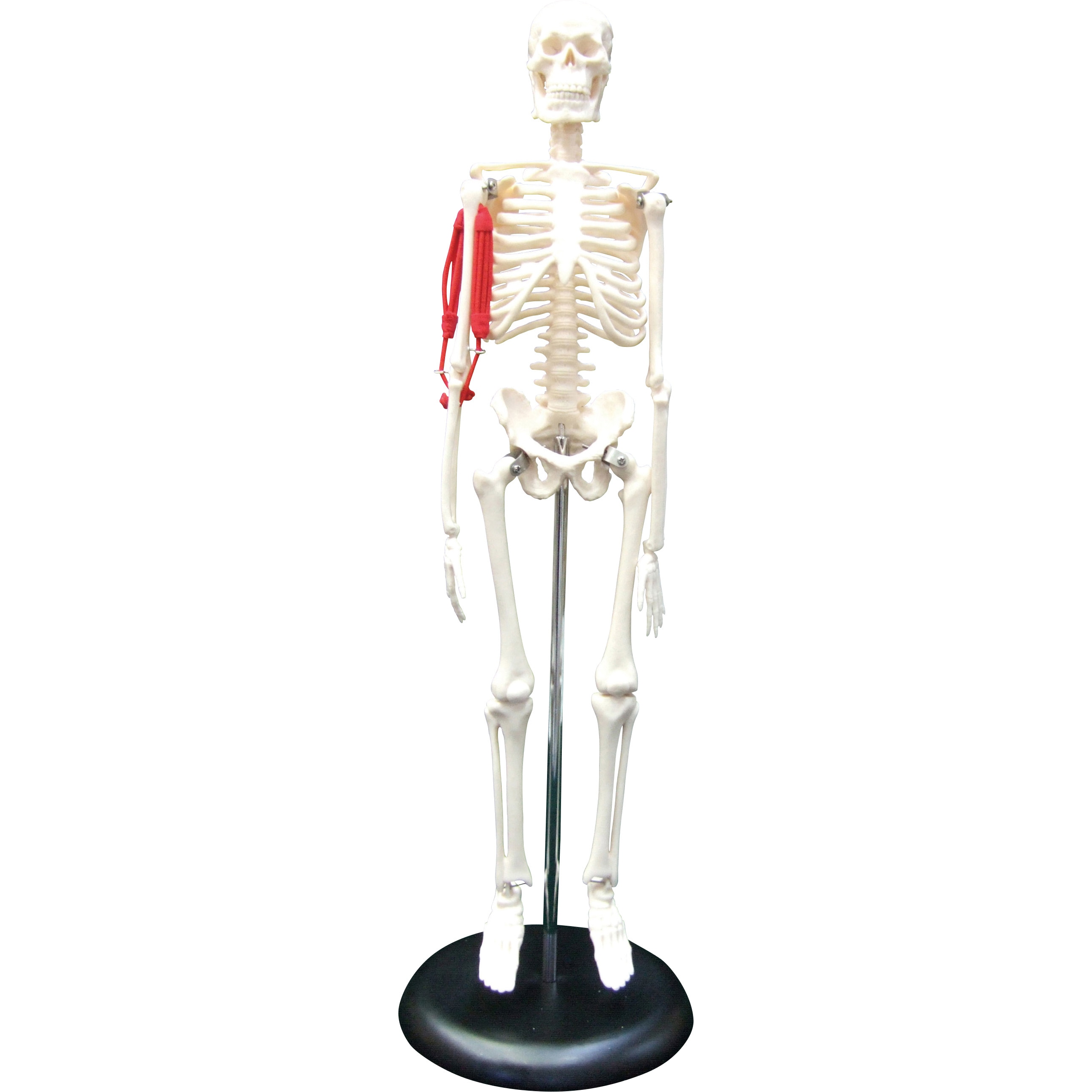 M60-4076-01 小型人体骨格模型(筋肉付)CT-M ナリカ 1個 M60-4076-01
