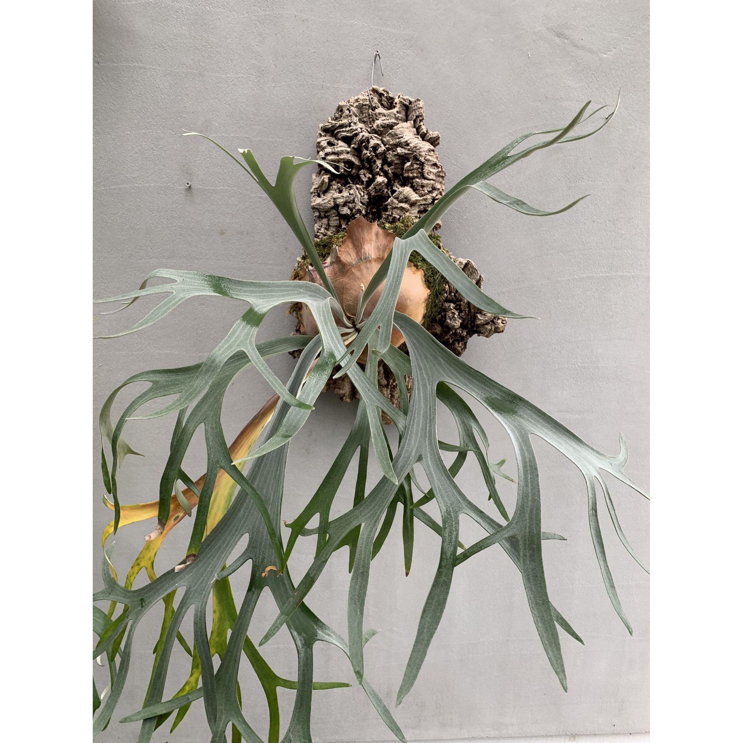 バージンコルク ディスプレイ 1ケース(500g×10個) トッパークリアール