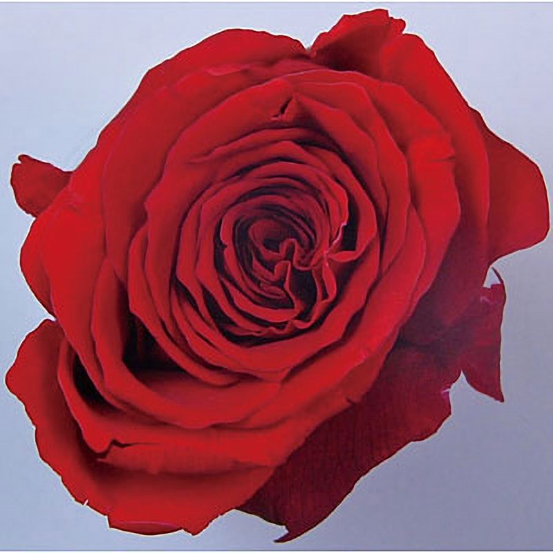 着色剤 『プリザーブドフラワー ミスティー 着色液 500ml チェリーピンク』 松村工芸 フラワー,フラワー素材,プリザーブド用着色液|  ホビー材料の通販「ユザワヤ公式ネットショップ」 Mysty プリザーブドフラワー加工液 12本セット