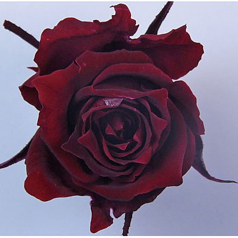 着色剤 『プリザーブドフラワー ミスティー 着色液 500ml チェリーピンク』 松村工芸 フラワー,フラワー素材,プリザーブド用着色液|  ホビー材料の通販「ユザワヤ公式ネットショップ」 Mysty プリザーブドフラワー加工液 12本セット