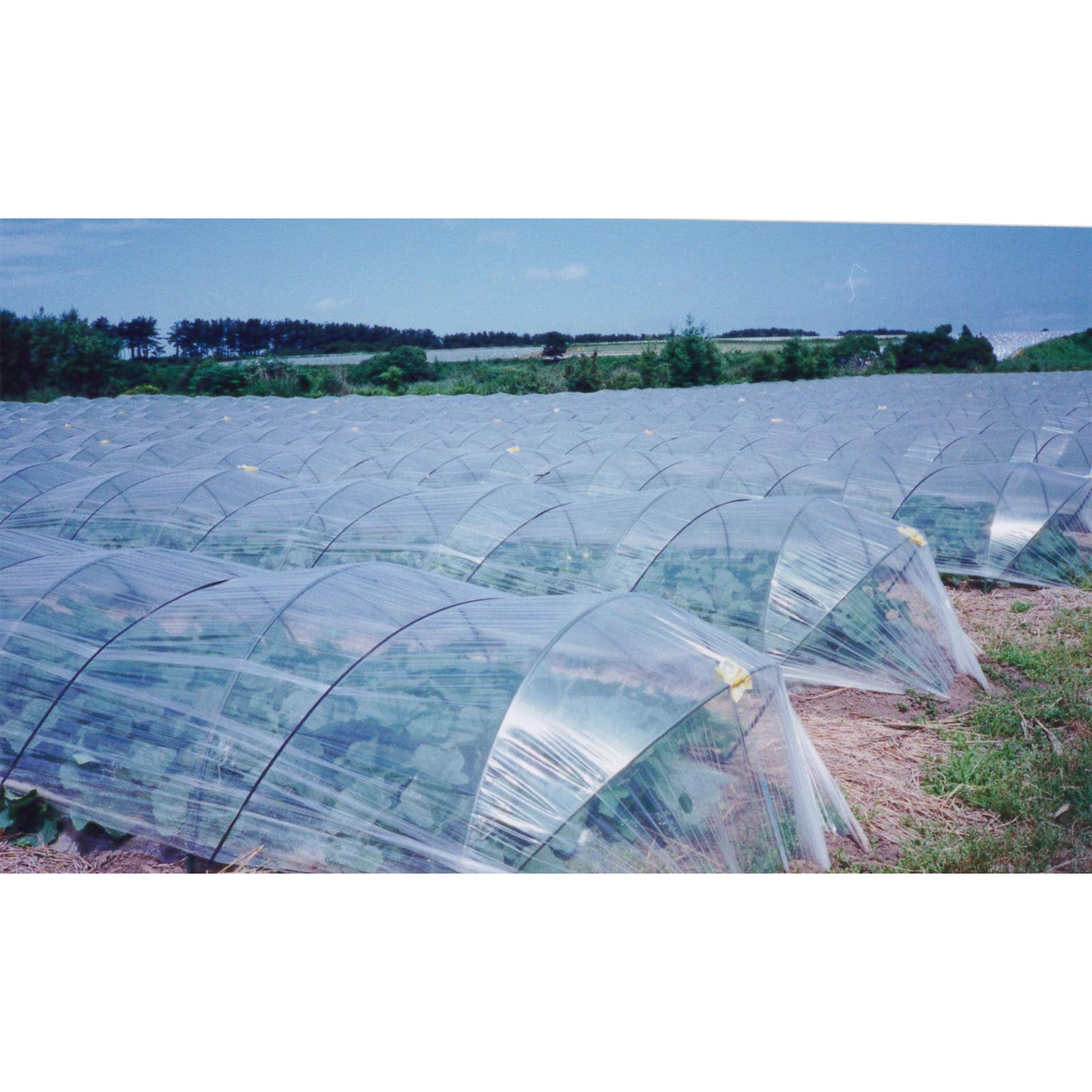 ハウスバンド(Qキュー)2芯 まつうら工業 ポリエチレン 長さ500m 1個