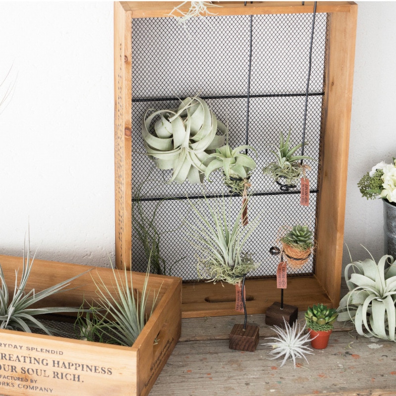 デイリーワークスウッドメッシュボックス HEADS(ヘッズ) 置き物