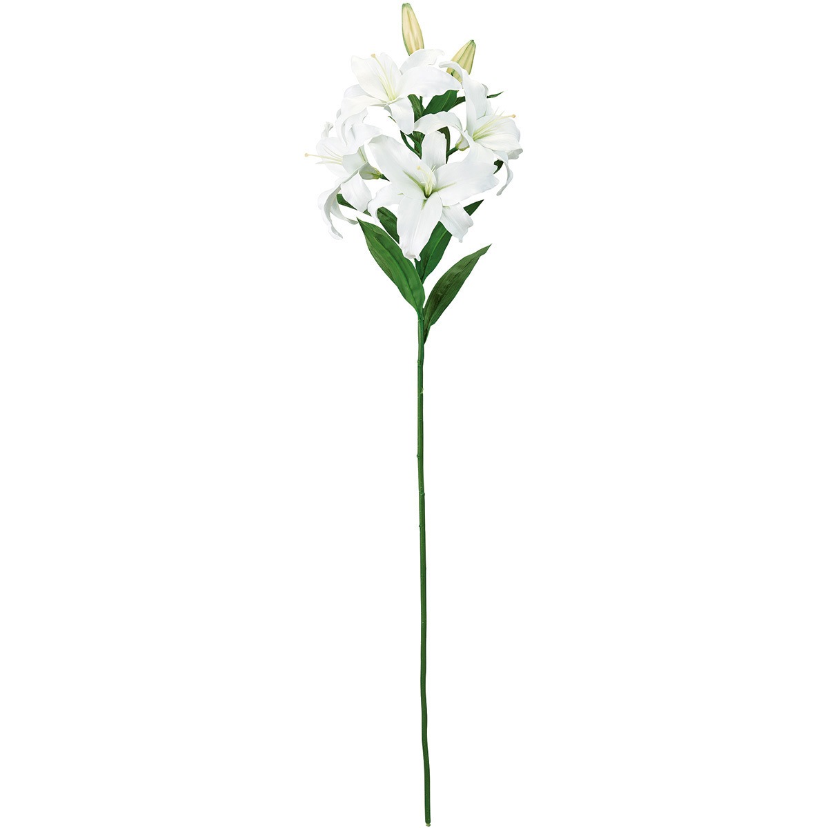 FW032309 オードリーカサブランカ 1本 東京堂 【通販モノタロウ】