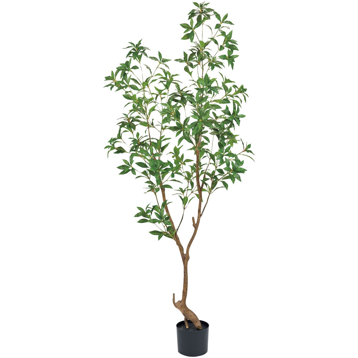 FG008720 シロダモポット 東京堂 観葉樹木