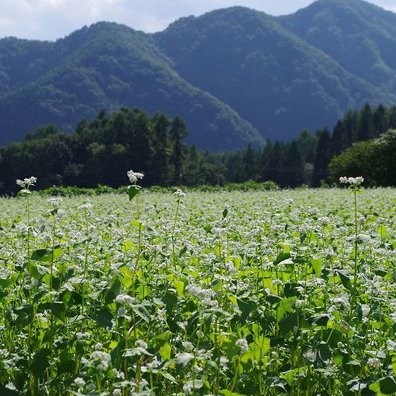 おびなた 蕎麦通の二八そば 240g 1箱(240g×15個) おびなた