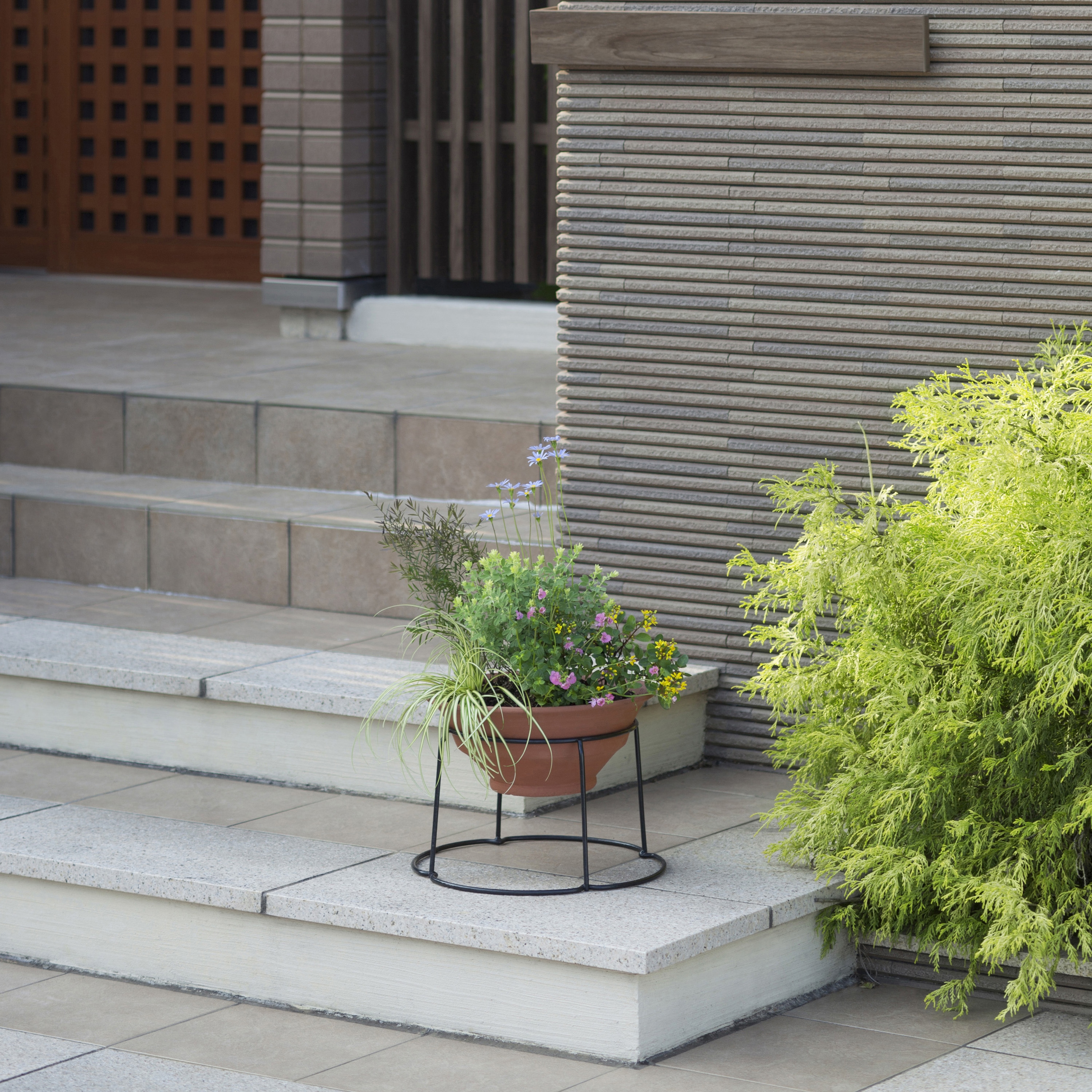 白鯨/アイアンプランターセット販売 ボールタイプ　親株出品　高級プランター 白鯨/アイアンプランターセット販売 ボールタイプ 親株出品 高級