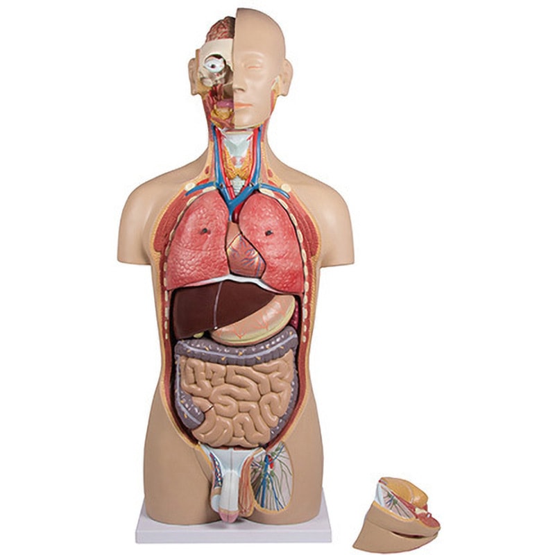 baronさん専用 ドイツErler-Zimmer社製 人体模型 骨格モデル baronさん