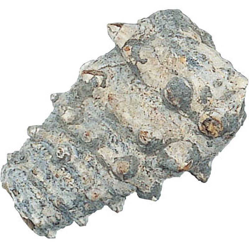 ビカリア(巻貝) 化石標本(動物・植物化石) 1個 ケニス 【通販サイトMonotaRO】