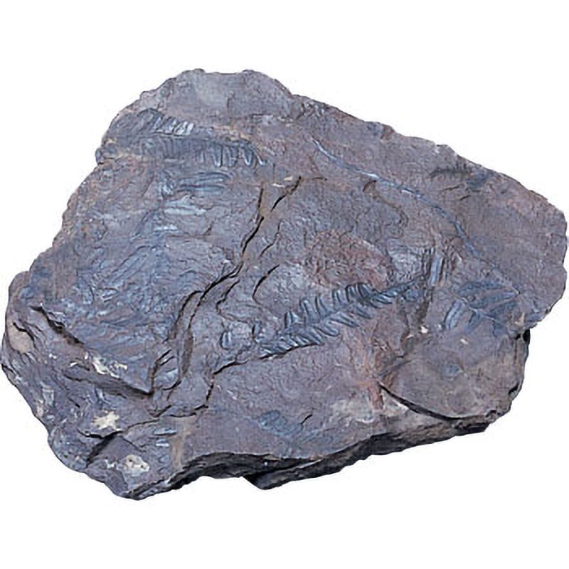 シダの葉化石 化石標本(動物・植物化石) 1個 ケニス 【通販サイト 