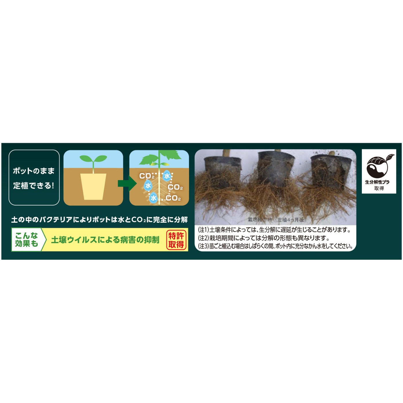 ホタ | 株式会社土肥富｜釣り針（釣針）