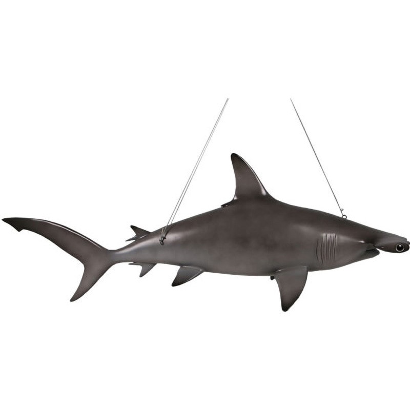fr190101 ハンマーヘッド・シャーク / Scalloped Hammerhead Shark 6ft