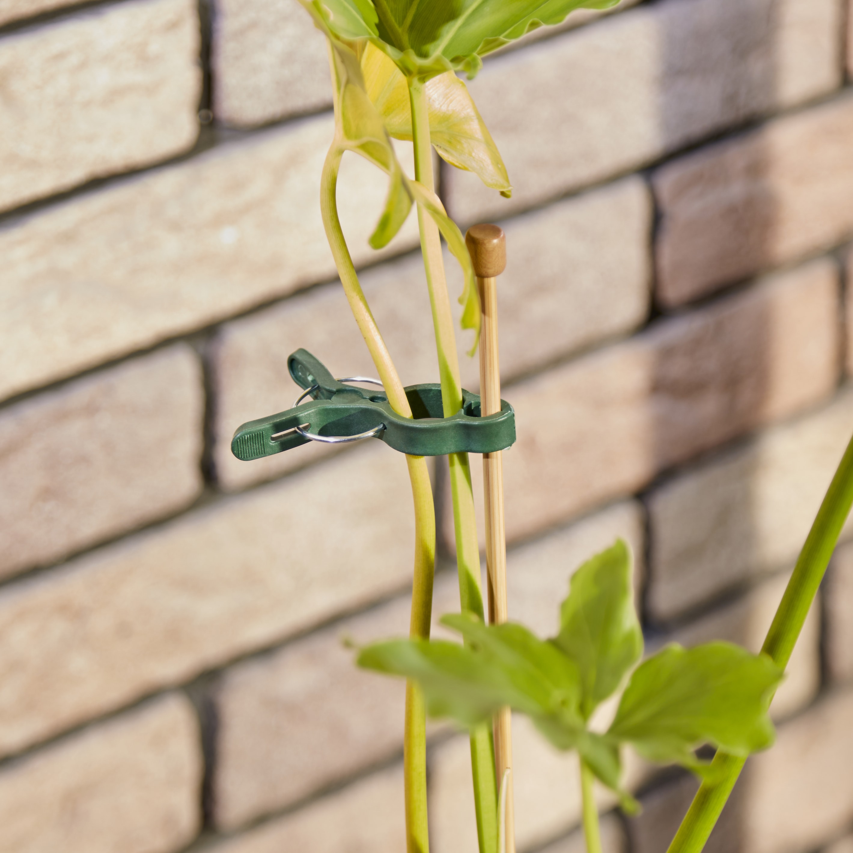 園芸クリップ モノタロウ 寸法52×74mm 1セット(20個) - 【通販モノタロウ】