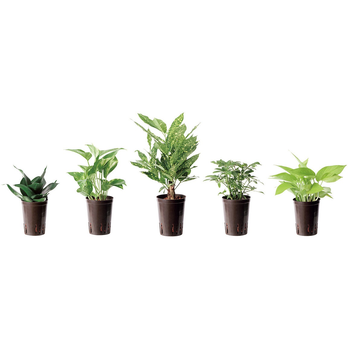 Ghe 912 5 ハイドロカルチャー苗 1セット 5個 プラス 文具 通販サイトmonotaro