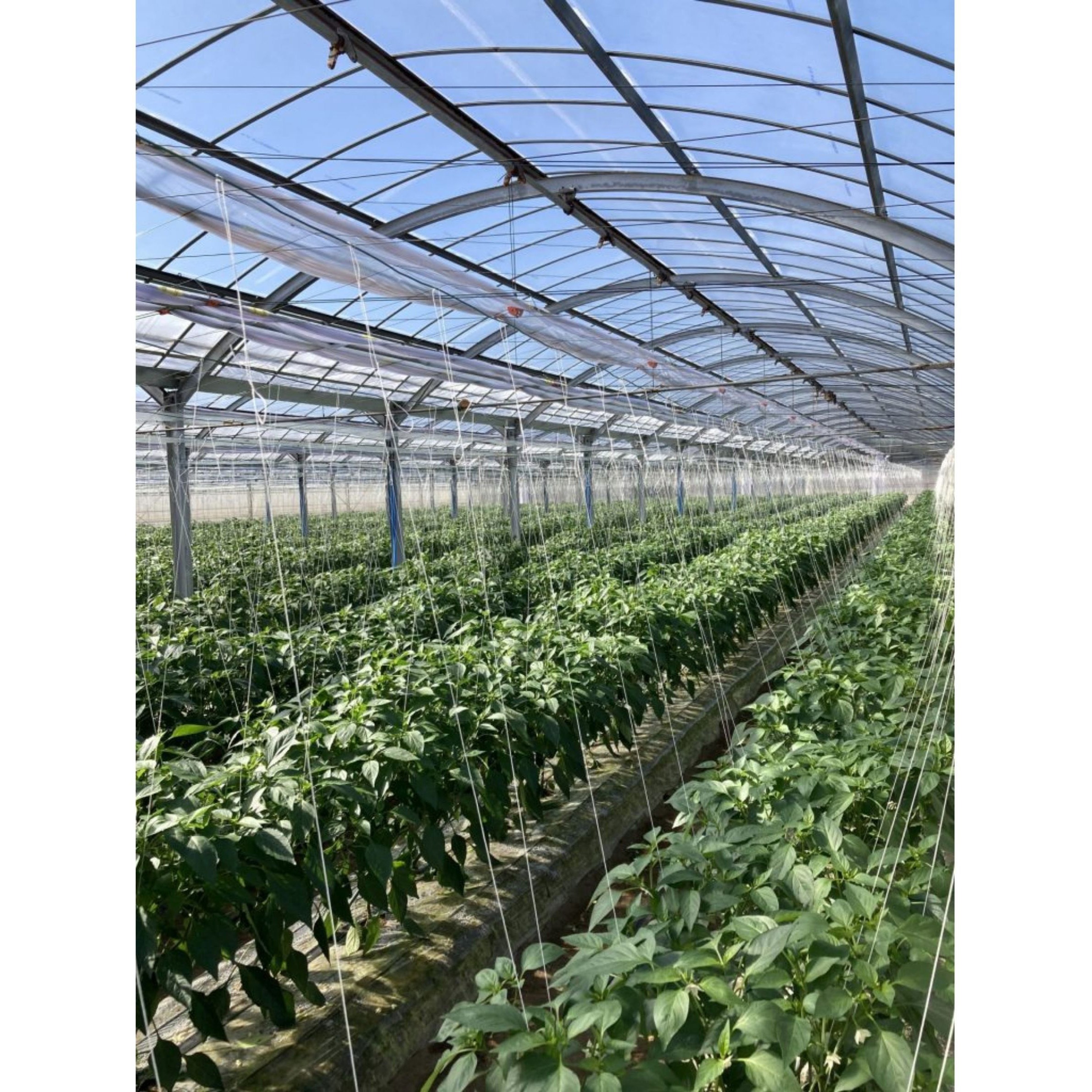 シャインアップ紫外線カット 原反 タキロンシーアイ 透明色