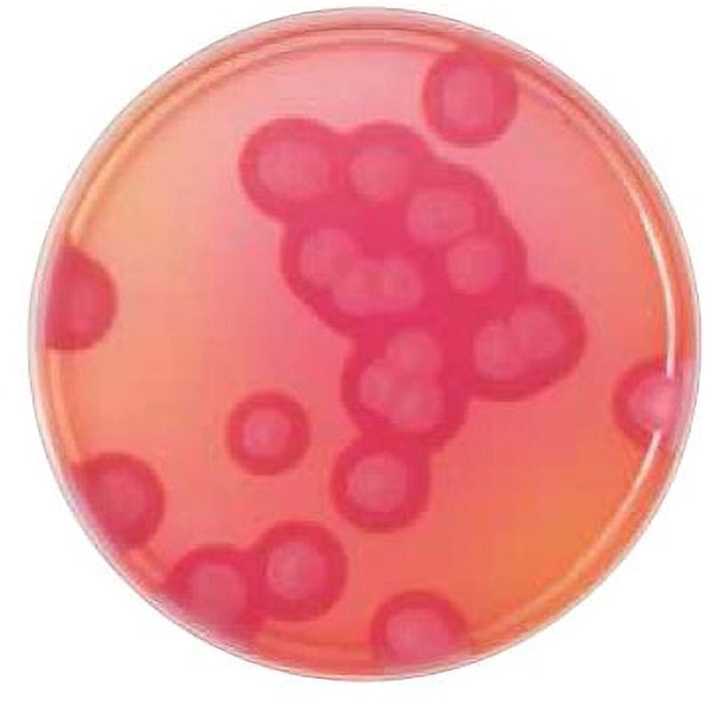 251264 BD BBL TM MYP寒天培地 ベクトン・ディッキンソン 冷蔵 食品