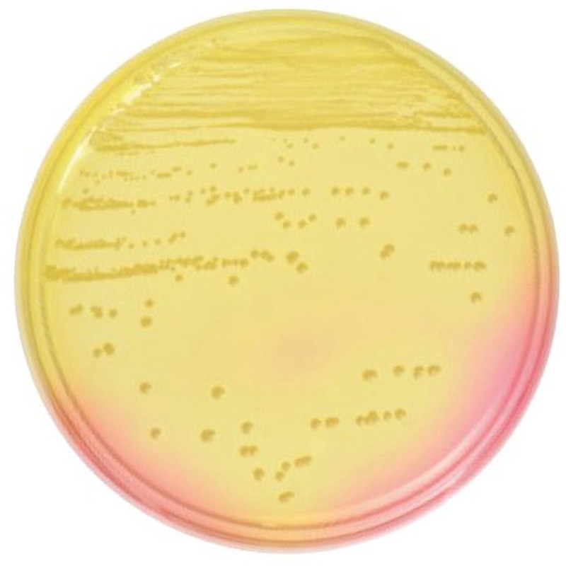 251173 BD BBL TM マンニット食塩寒天培地 20枚 ベクトン・ディッキンソン 冷蔵 グラム陽性球菌用