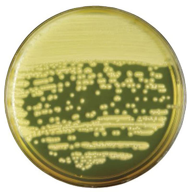 卵黄加マンニット食塩培地 グラム陽性