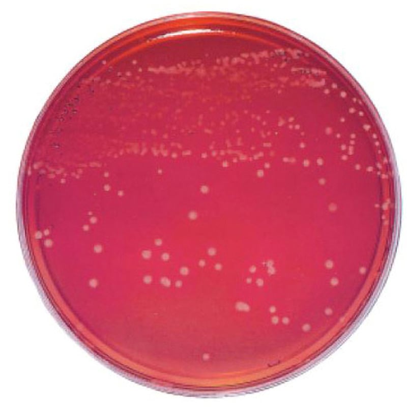 252111 BD BBL TM スキロー培地 20枚 ベクトン・ディッキンソン 冷蔵 カンピロバクター用