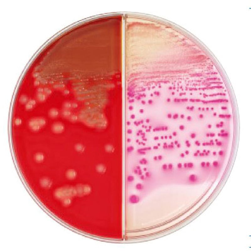 251290 BD BBL TM TSAⅡ5%ヒツジ血液寒天培地/マッコンキーⅡ寒天培地