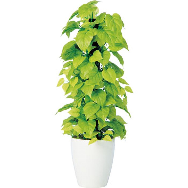 ポトス ライムコンパクト 鉢苗☆9271 ポトス：ライム・コンパクト