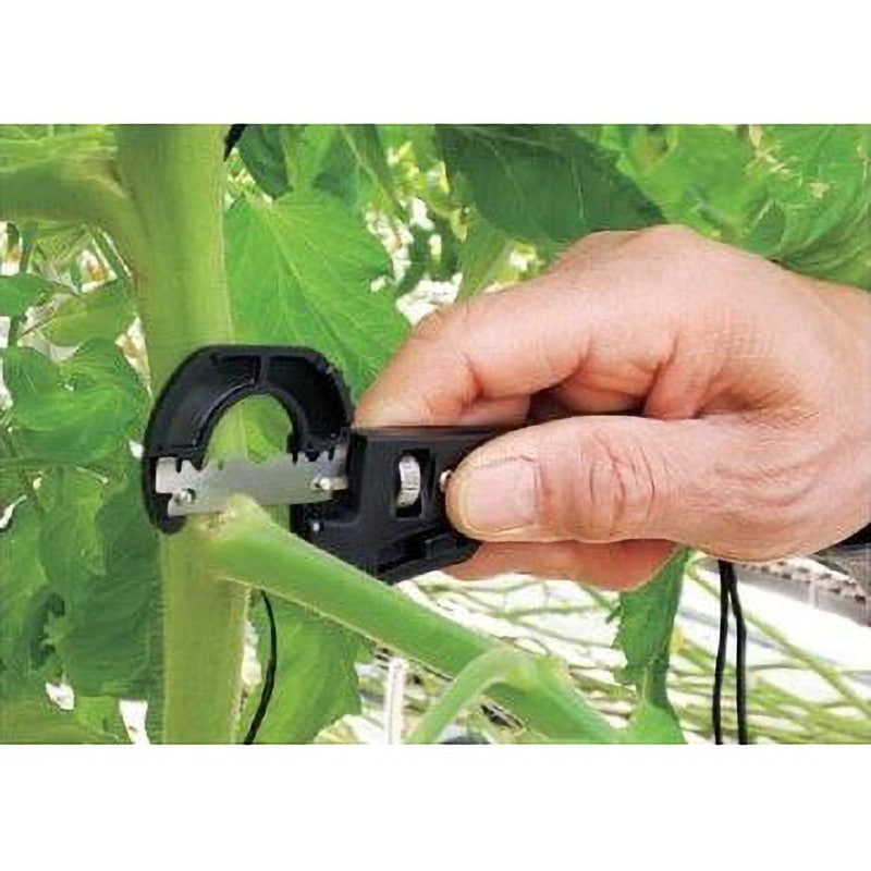 一枚の葉 白花 Amazon.co.jp: 【花終わり】ジンチョウゲ 苗 苗木 沈丁花